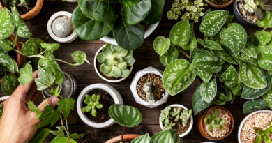 Jakie rośliny najlepiej nadają się do mieszkań?
